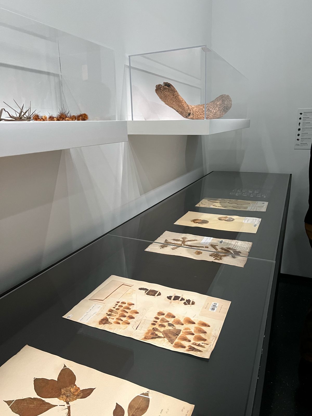 Vitrines de protection en plexiglas Marrakech - Mise en valeur objets de valeur